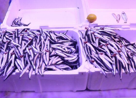 Balığın kulağına kar suyu kaçtı, tezgahlar bollaştı