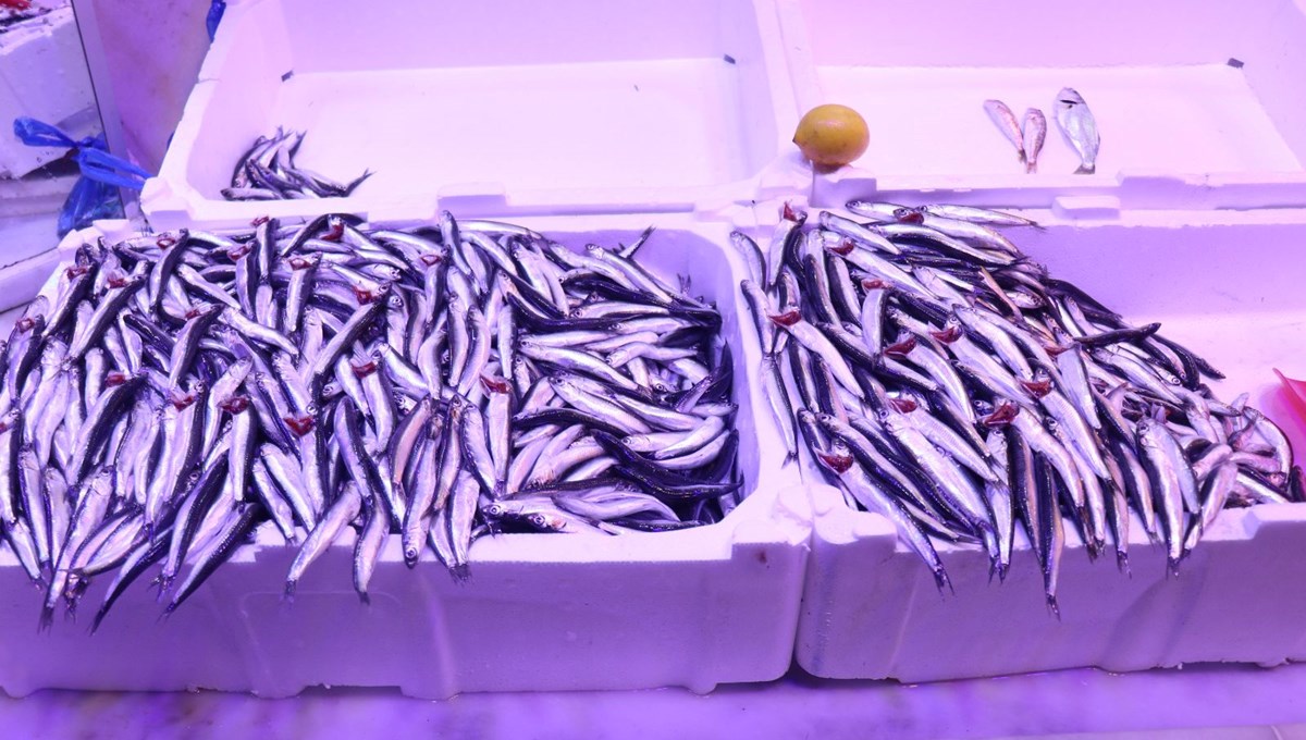 Balık bereketi arttı, fiyatlar düşecek mi?